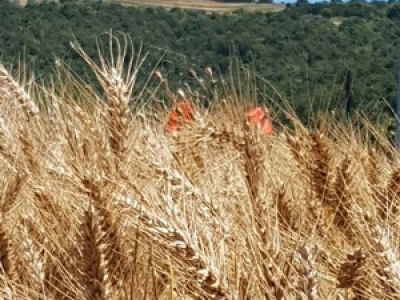 Normale è la via di Damasco 